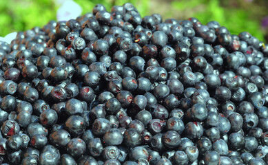 A close-up of accinium myrtillus, European blueberry, or bilberry as a part of healthy eating. Health benefits of bilberries rich in antioxidants.