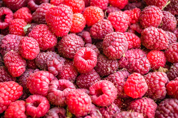 Ripe red raspberry fruits.