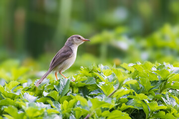 The plain prinia, also known as the plain wren-warbler or white-browed wren-warbler, is a small cisticolid warbler found in southeast Asia