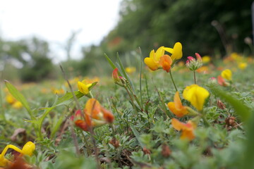 Close-up of the yellow and orange flowers of common bird's-foot trefoil (lotus corniculatus) growing in the lawn of a garden