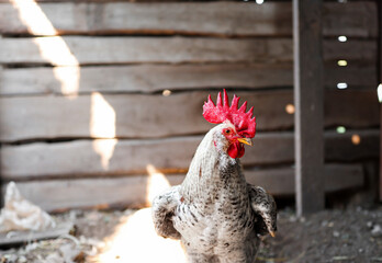 A rooster on the background of a wooden wall walks on a farm on a land plot. Handsome male with a bright crest close-up on a sunny day.