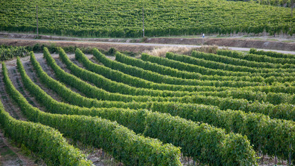 vineyards in Monferrato Piedmont Italy