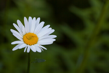 Obraz premium Chamomile flowers on green background in sunlight