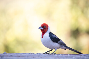 Galo de campina, Cardeal do nordeste. The northeastern cardinal is a passerine bird of the Thraupidae family.