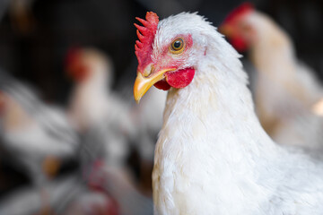 Close-up portrait of a chicken on a farm yard. A white poultry with a red comb looks with curiosity. Traditional organic poultry farm.