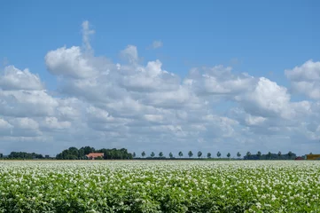 Fototapeten Agricultue, Flevoland Province, The Netherlands © Holland-PhotostockNL