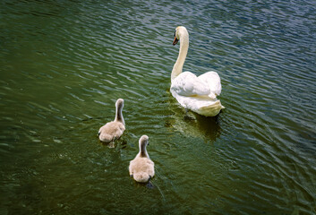 Two young chicks swimming and following after mother swan in clean freshwater in Coldecotte lake 2