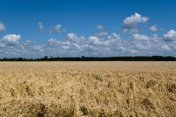 Agricultue, Flevoland Province, The Netherlands