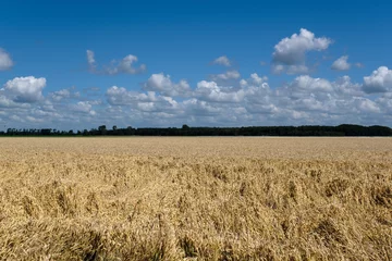 Foto auf Acrylglas Agricultue, Flevoland Province, The Netherlands © Holland-PhotostockNL