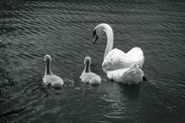 Two young chicks swimming beside the mother swan in freshwater in Coldecotte lake - Black and white