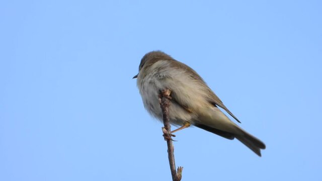 Fitis&nbsp;(Phylloscopus trochilus)