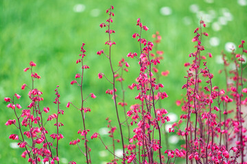 Bright pink tiny flowers of Heuchera or Coral Bells on its stalks against green grass background in...