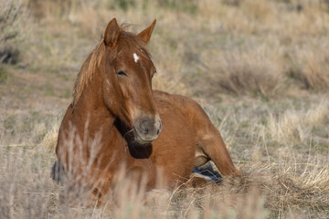 Beautiful Wild Horse in the Utah Desert