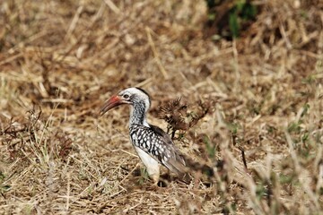 Hornbill