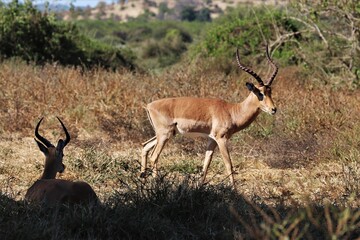 impala antelope in kruger national park
