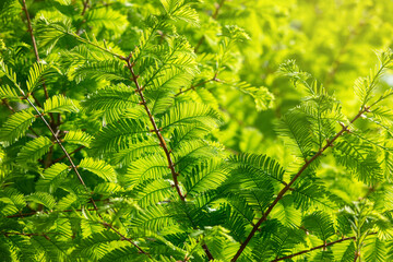 Green leaves of the meta-sequoia tree fresh and cool in summer.