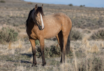 Beautiful Wild Horse in the Utah Desert