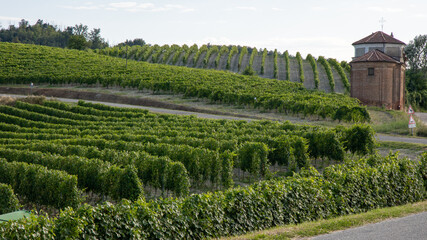 vineyards in Monferrato Piedmont Italy