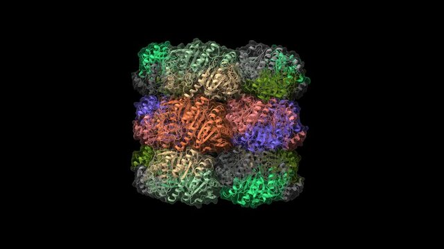 Structure of human peroxiredoxin 3 as three stacked rings, animated 3D cartoon and Gaussian surface model in two purpendicular projections, chain id color scheme, based on PDB 5jcg, black background