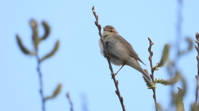 Fitis&nbsp;(Phylloscopus trochilus)