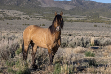 Beautiful Wild Horse in the Utah Desert