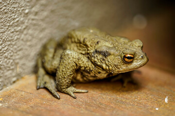 Eine Nahaufnahme einer auf der Terrasse sitzenden Erdkröte, Bufo Bufo.
