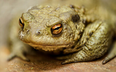 Eine Nahaufnahme einer auf der Terrasse sitzenden Erdkröte, Bufo Bufo.
