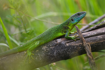 Ramarro (Lacerta bilineata) maschio su tronco in termoregolazione