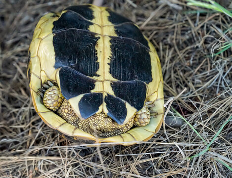 Nahaufnahme, Detailaufnahme einer griechische Landschildkr&ouml;te