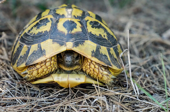 Nahaufnahme, Detailaufnahme einer griechische Landschildkr&ouml;te