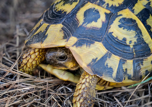 Nahaufnahme, Detailaufnahme einer griechische Landschildkr&ouml;te