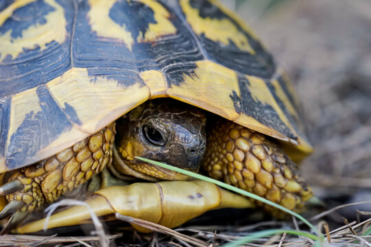 Nahaufnahme, Detailaufnahme einer griechische Landschildkr&ouml;te