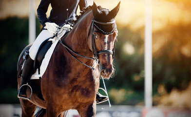 Obraz premium Equestrian sport. Portrait sports stallion in the double bridle. Dressage of horses in the arena.