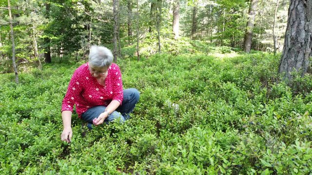 Drohnenaufnahme, Frau beim Heidelbeerpfl&uuml;cken im Wald