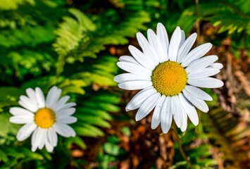 Daisies and ferns