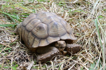Two feet long brown tortoise (Testudinidae) head and neck retracted into its shell. close-ups