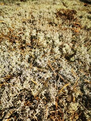 white moss in a pine forest on a sunny summer day