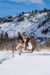 Two dogs jumping through snow