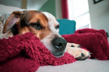 Sleepy dog on the couch