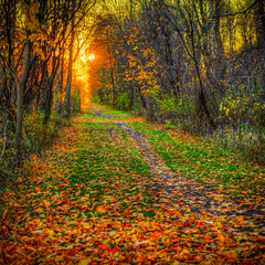 autumn forest in the morning