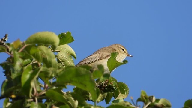 Fitis&nbsp;(Phylloscopus trochilus)