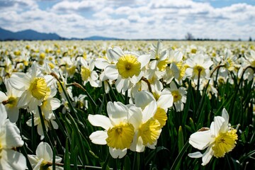 Dandelion fields 