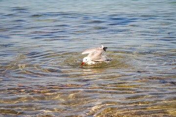 Eine Möwe am Strand des Mittelmeer.