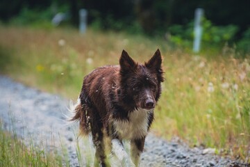 Border collie in the grass