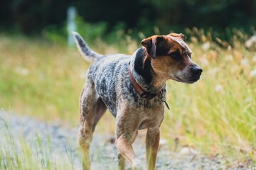 Tricolored dog in the grass