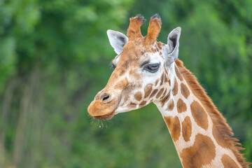 Cute giraffe portrait. Zoom close up photography.