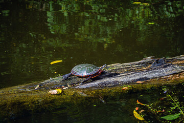 turtle on a log in a creek