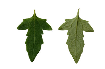 green leaves isolated