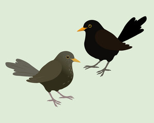 
An illustration of two blackbirds. It's a male and a female bird and the background is pale green. The bird are cut out.