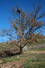 Oak trees 